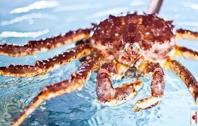 USSURI CUSTOMS DETAINED 242 KG OF KING CRAB