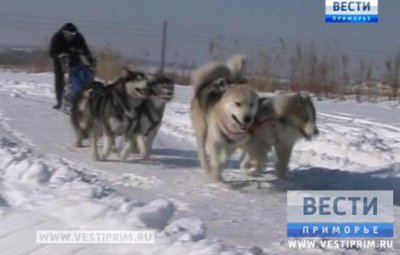 Greyhound racing has held in the Ussuriysk city