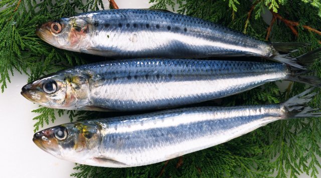 After almost 25 years harvesting and processing of sardines have been rebuilt in the Far East.