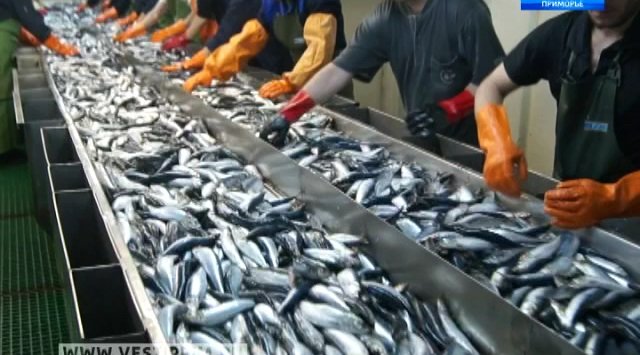 “New economy of Primorsky region”: Sardine will be back on the store counters in Primorsky region.
