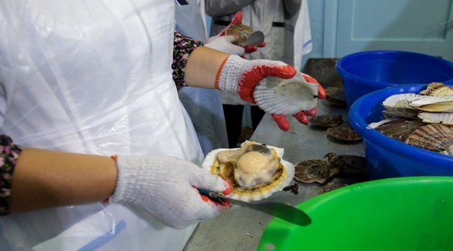 Nearly 3000 tons of scallops have been raised on the sea farms of Primorsky region.