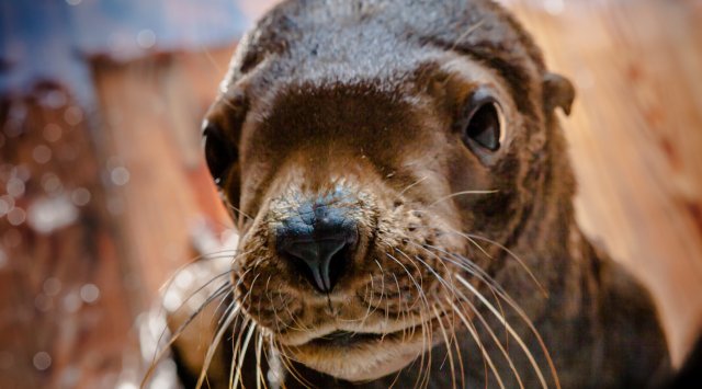 Saved in sea of Okhotsk sea lion pup is settling down in Primorsky region Oceanarium.