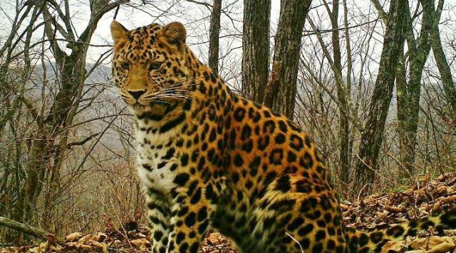 Chinese National Parks and Russian National Park “The Land of the Leopard” have exchanged data on tigers and leopards