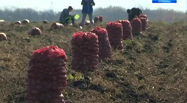 Farmers of Artem City almost finished potato harvest