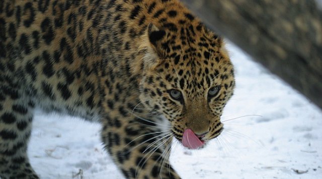 Experts will evaluate the impact of tourists on the nature of the Leopard’s Land national park.