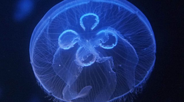 Moon Jellyfish are being brought to the Primorsky region Oceanarium from Taiwan