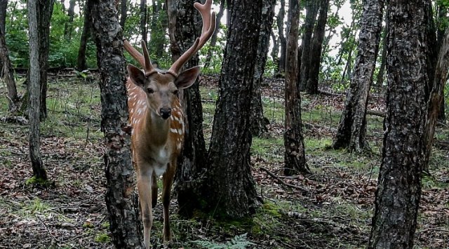 Six National Conservation Areas are located on the territory of Primorsky region