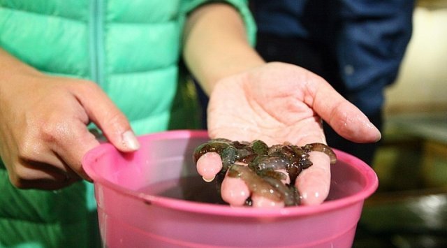 More than 1.6 thousand tons of sea cucumber has been produced in Primorsky region in 2016.