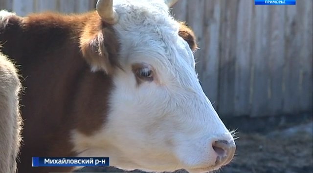 Development of dairy farming in Osinovka villagev