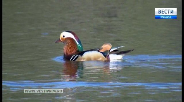 Mandarin Duck