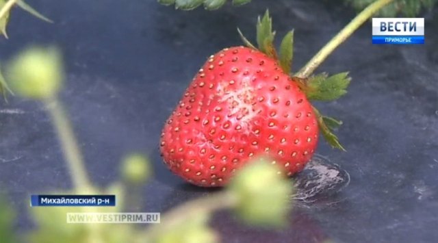 Primorie’s farmers are beating Chinese businessmen in growing strawberries