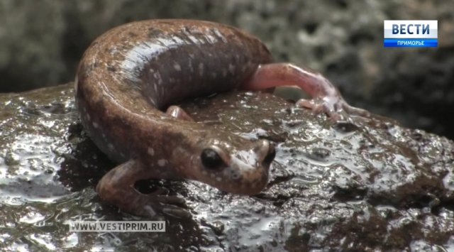 «Our neighbors». Far Eastern Newt