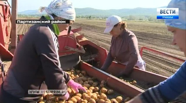 The harvest season has started in Zolotaya dolina