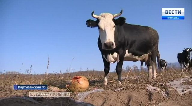 Сows like are eating watermelon in the Kazanka village in Primorye