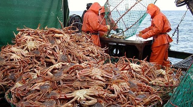 Primorye fishermen increased the crab catch