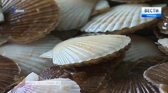 In Primorye will be opened a shop for the cultivation of scallop and oysters whitebait