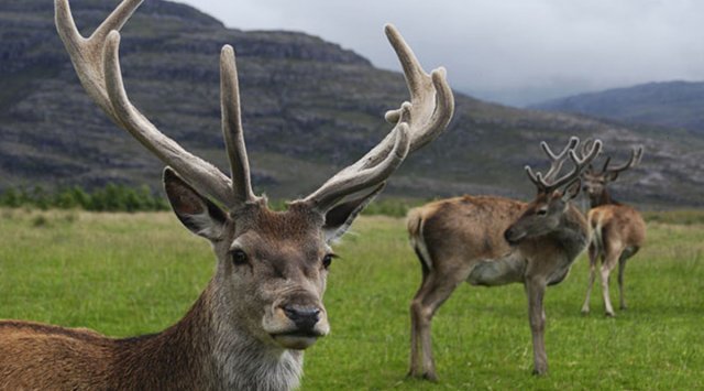 Altai deer will improve the health of Primorye citizens
