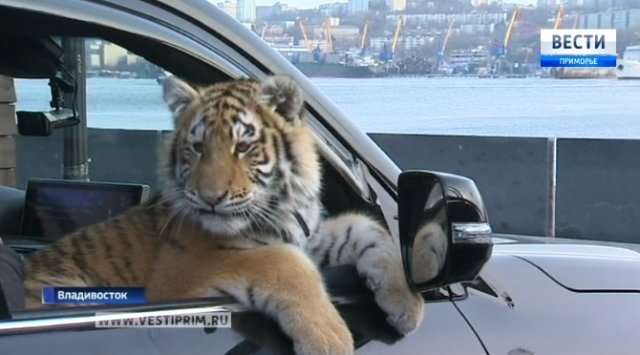 A one and a half year-old tigress regularly walks along the waterfront of Vladivostok
