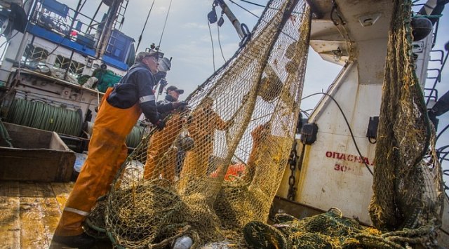 Primorye fish companies increased the catch of flounder and halibut
