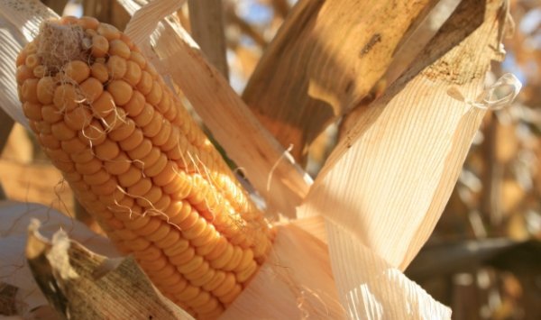 In Primorye began planting corn and soybeans