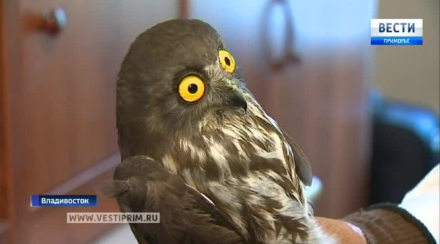 Needle-nosed owl became the new guest of the Vladivostok zoo