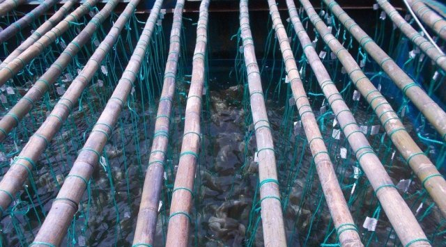The Chinese import the first batch of scallop for breeding in Primorye
