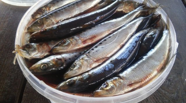 Fishermen of Primorye caught more than 2.5 thousand tons of Ivasi