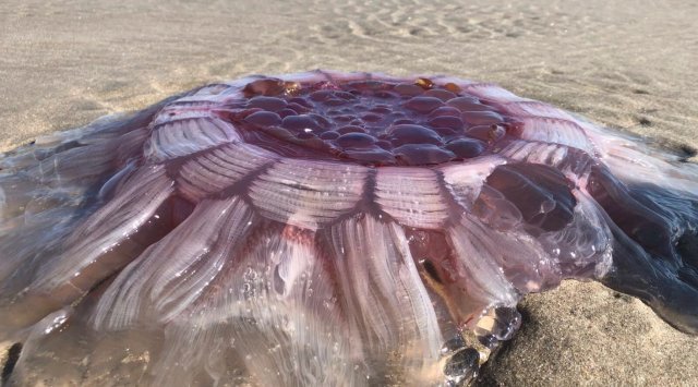 Giant pulsating creature found on the shore of the Pacific