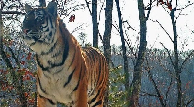 The genome of the wild Amur tiger was deciphered in Primorye