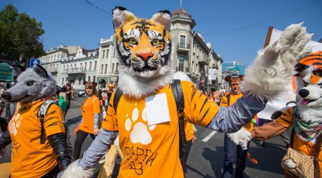 Flying predator and carnival procession surprised the Primors at the celebration of the Tiger Day