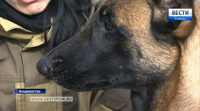 About dogs in the Primorye border service