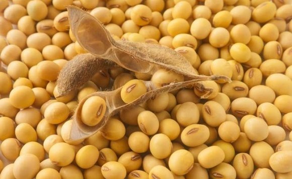 In Primorye were found more than 200 tons of contaminated export soybeans