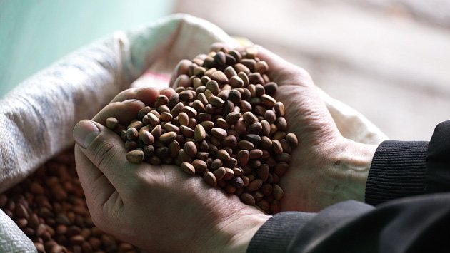 Primorye exporters sent thousands of tons of pine nuts in China at a price of shell