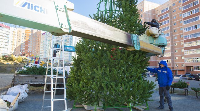 Vladivostok has set the first New Year's fir tree