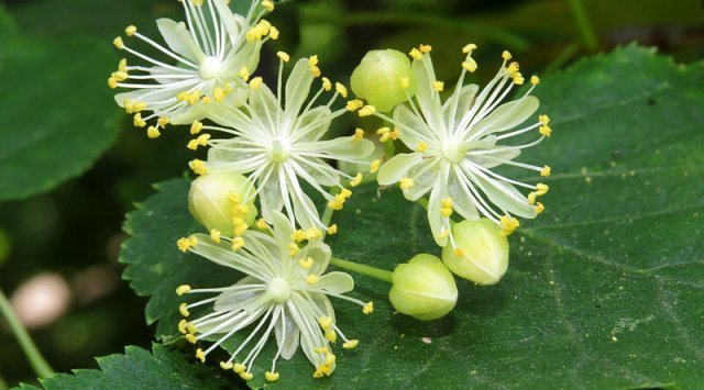 The cutting of Far Eastern linden was forbiden in 10 forest areas of Primorye