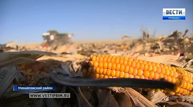 Winter corn is harvested in Primorye