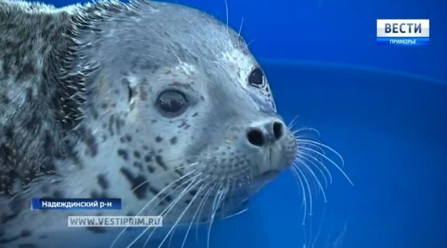 50 seals will be removed from Primorye to China