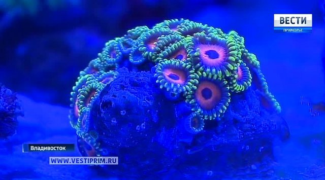 Amazingly beautiful coral exposition is created in the Primorsky aquarium