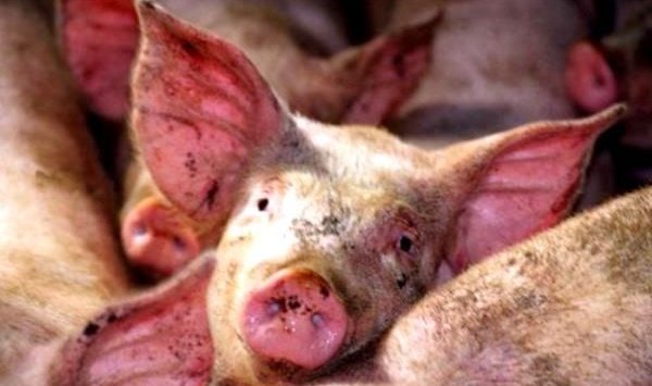 In Primorye 22.5 thousand pigs will be destroyed because of the  a new murrain disease
