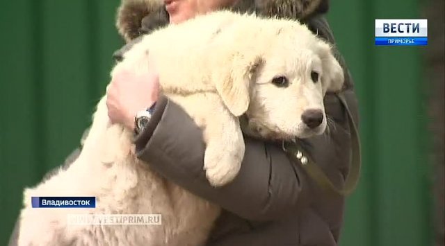 Governor puppies were given to residents of Primorye