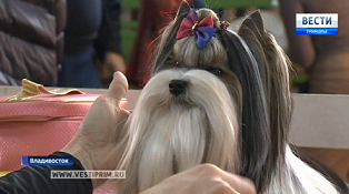More than a hundred dog breeds were presented at the All-Russian Exhibition in Vladivostok