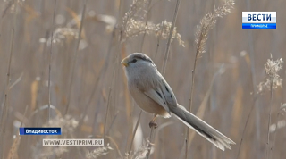 A rare reed bird in Primorye faces complete extinction