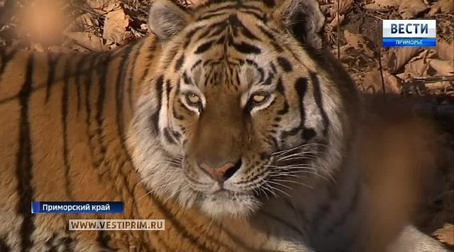 Tiger Amur will be transferred to the ownership of Primorsky Region