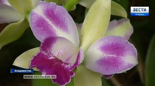 Rare orchids symbolize the coming of spring in Primorye