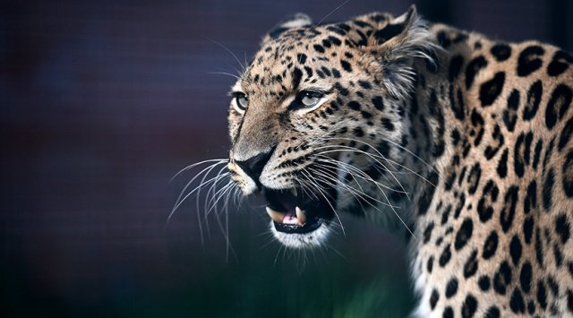 Russian and Chinese national parks have agreed to exchange information on leopards