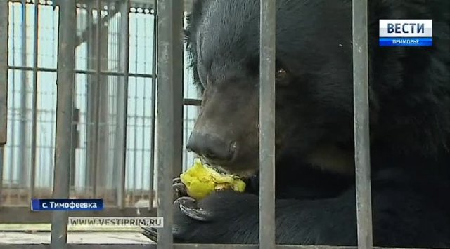 Shelter for homeless bears built in Primorye