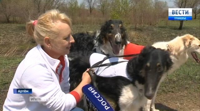 In the Artyom suburbs held lure coursing competition