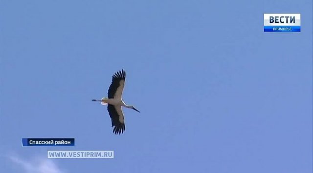 Five artificial stork nests made on the Lake Khanka reserved coast