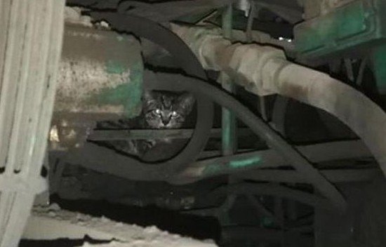 A little kitten, stuck in a huge car, was saved in Primorye
