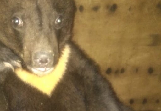 The seventh baby of the Himalayan bear came to the Primorye rehabilitation center